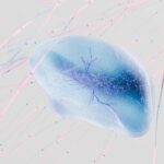 AutoDrive: Autonomous vehicle navigation with advanced Neural Networks